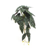 Artificial Begonia Plant In Decorative Bowl 30cm
