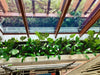 Artificial Flowering White Peace Lily / Calla Lily 95cm - Designer Vertical Gardens artificial vertical garden melbourne artificial vertical garden plants