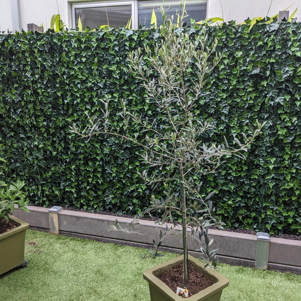 Artificial Ivy Hedge Panel 1m x 1m - UVTEX Certified UV Resistant - image 9