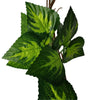 Artificial Pothos Vines / Ivy Hanging Vines 260cm Each (5 pack) - Designer Vertical Gardens artificial ivy wall fake ivy wall