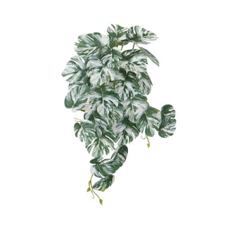 Artificial Hanging White & Green Monstera Albo Variegata 45cm