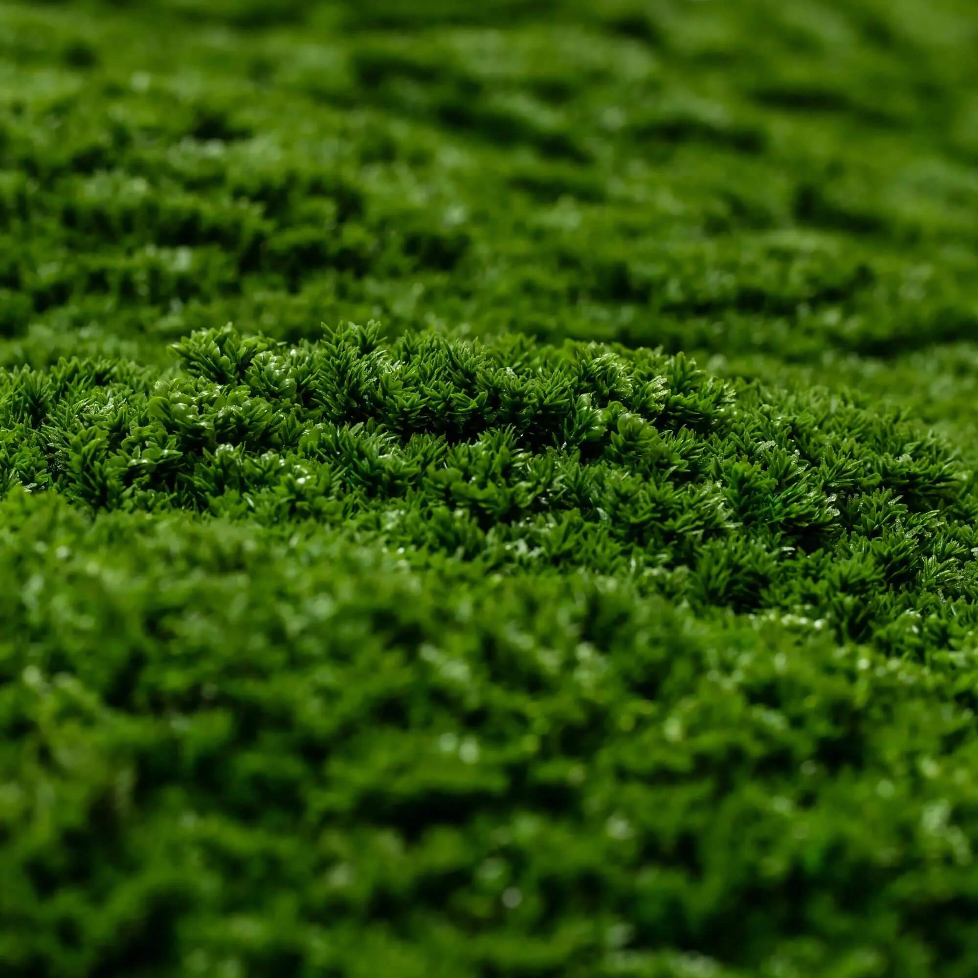 Dark Natural Green Artificial Moss Vertical Garden / Green Wall UV Resistant 1m x 1m - Designer Vertical Gardens artificial garden wall plants artificial green wall australia