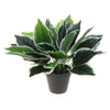 Dense Potted Artificial Calathea Plant 35cm - Designer Vertical Gardens Artificial Shrubs and Small plants Office and House plants