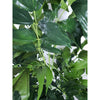 Faux Fishtail Palm Tree 160cm - Designer Vertical Gardens artificial green wall sydney artificial vertical garden melbourne
