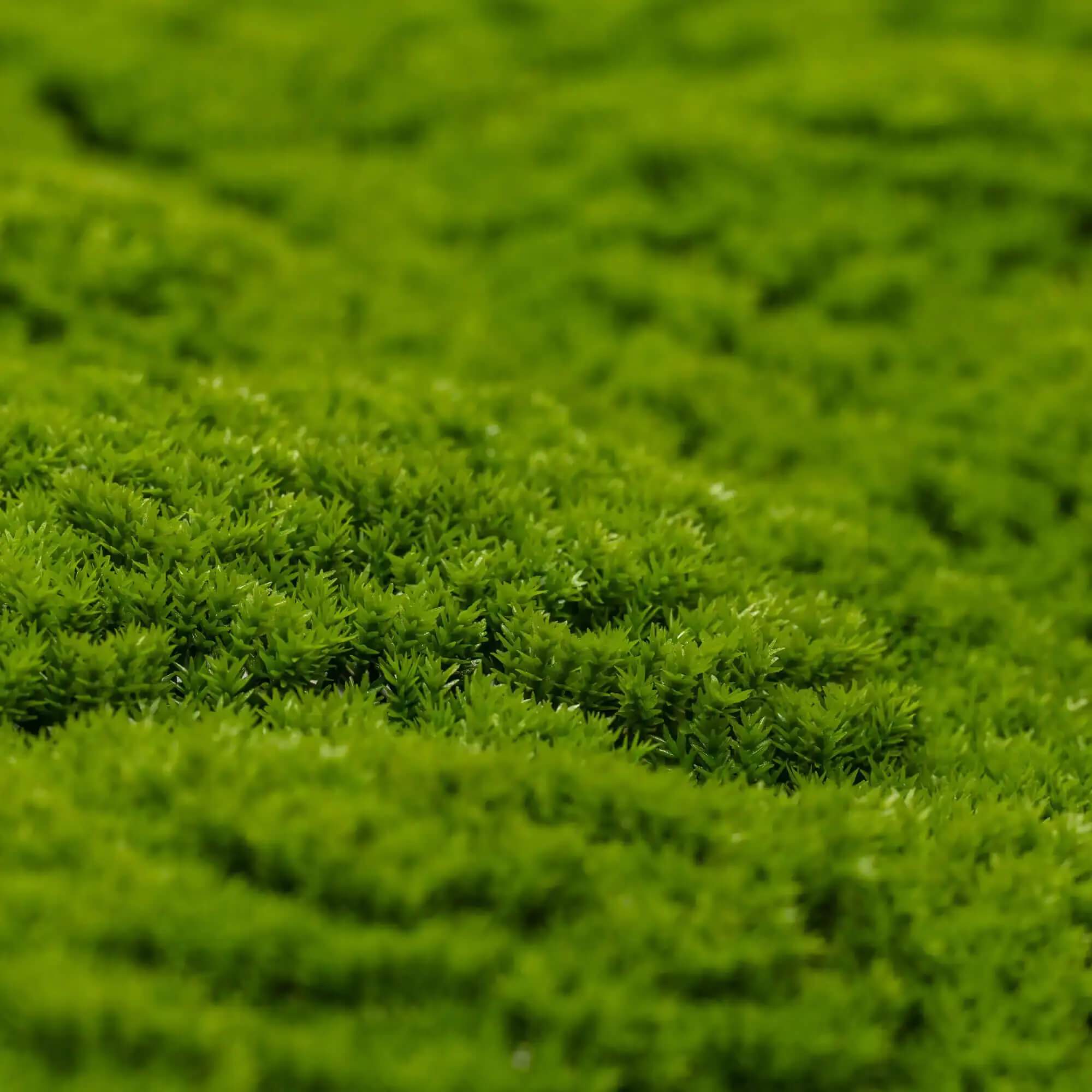 Fresh Natural Green Artificial Moss Vertical Garden / Green Wall UV Resistant 1m x 1m - Designer Vertical Gardens artificial garden wall plants artificial green wall australia