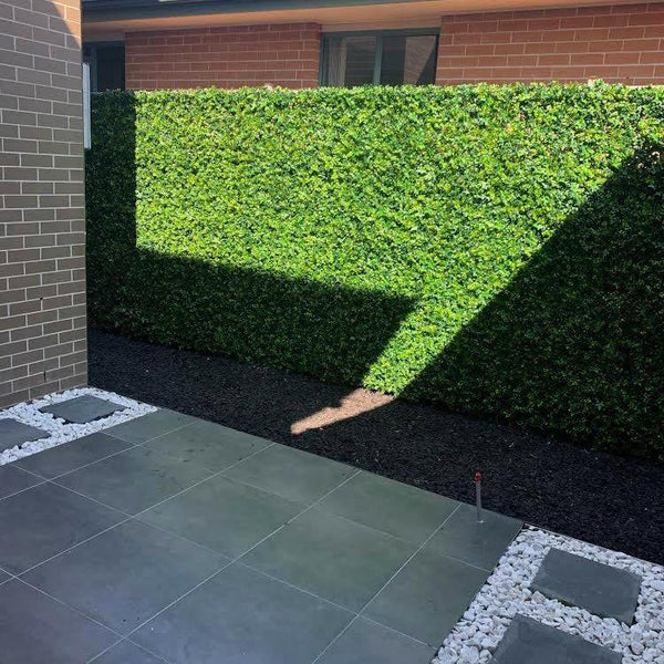 Mixed Ivy Artificial Hedge Panel 1m x 1m - UVTEX Certified UV Resistant - image 12