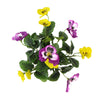 Mixed Pink And Yellow Flowering Potted Artificial Pansy Plants 25cm - Designer Vertical Gardens Artificial Shrubs and Small plants Flowering plants