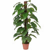 Potted Luxury Artificial Philodendron Plant 155cm - Designer Vertical Gardens artificial shrubs Artificial Shrubs and Small plants