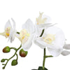 Load image into Gallery viewer, Potted Single Stem White Phalaenopsis Orchid with Decorative Pot 35cm - Designer Vertical Gardens Flowering plants orchid