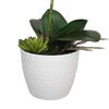 Load image into Gallery viewer, Potted Single Stem White Phalaenopsis Orchid with Decorative Pot 35cm - Designer Vertical Gardens Flowering plants orchid