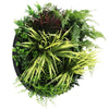 Load image into Gallery viewer, Slimline Artificial Green Wall Disc Art 50cm Grassy Fern Fields UV Resistant (Black) - Designer Vertical Gardens Artificial vertical garden wall disc