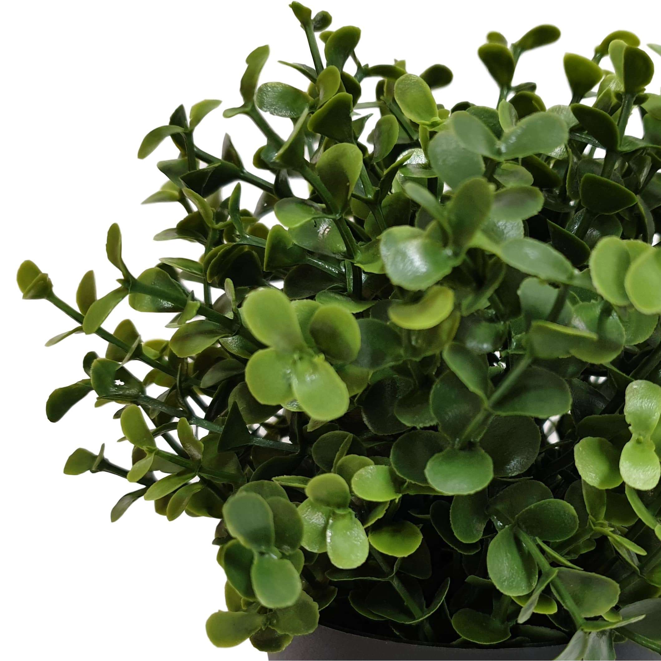 Small Potted Artificial Buxus Plant UV Resistant 20cm - Designer Vertical Gardens flowering indoor artificial wall garden