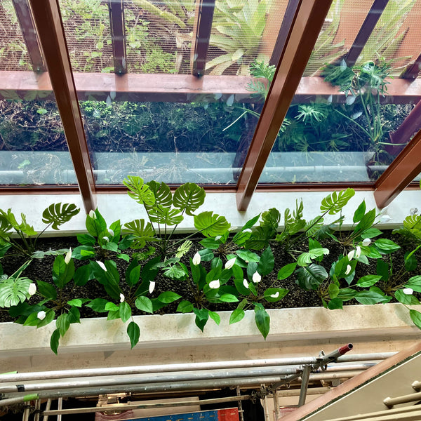 Split Philodendron (Split Leaf) 120cm - image 6