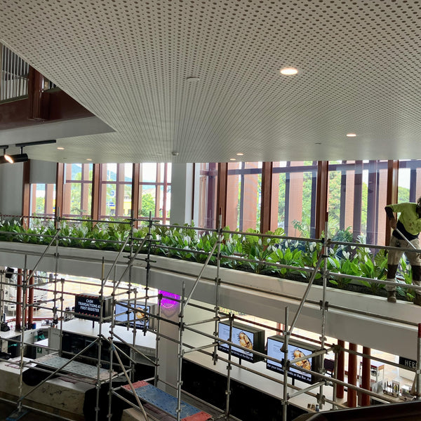 Split Philodendron (Split Leaf) 120cm - image 5