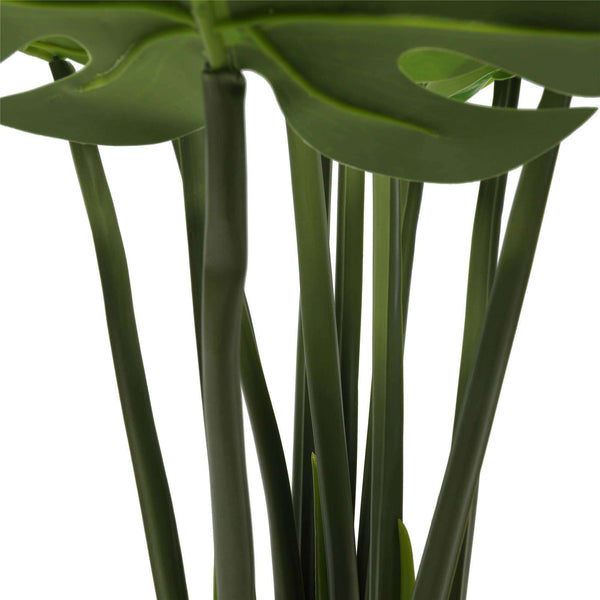 Split Philodendron (Split Leaf) 120cm - image 2