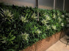 White Grassy Sensation Artificial Vertical Garden / Fake Green Wall 1m x 1m UV Resistant - Designer Vertical Gardens artificial garden wall plants artificial green wall installatio